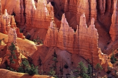 Bryce Canyon, Utha, USA, CAnyon, Erosion, Felsen